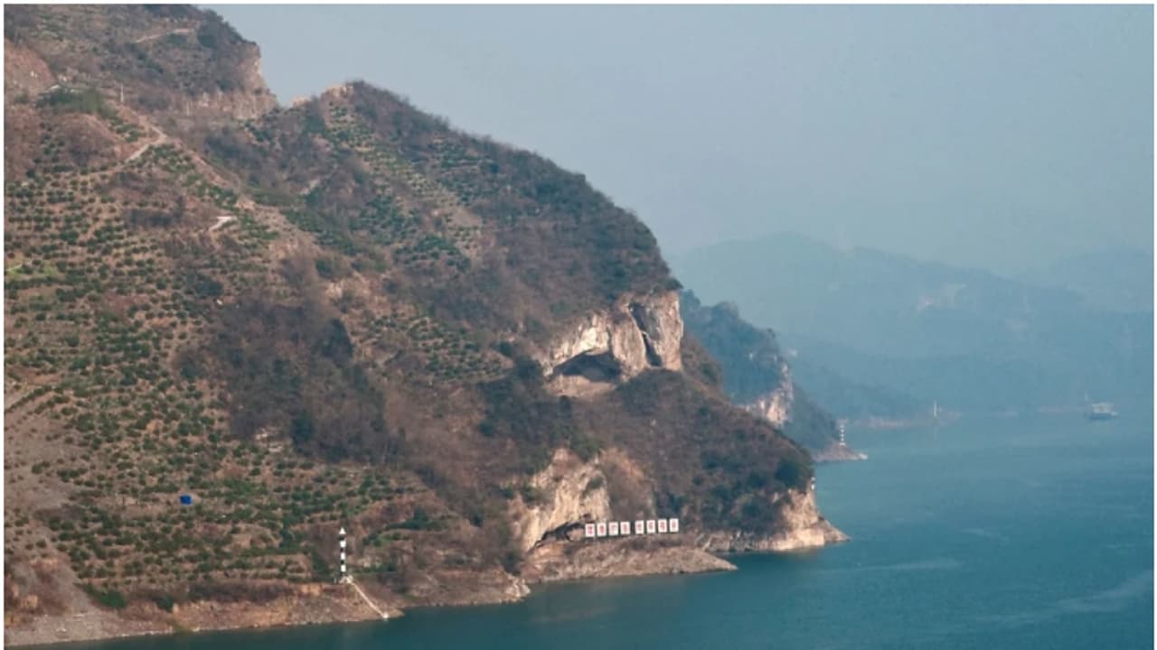 അമ്പമ്പോ ഇത് എന്തൊരു കാഴ്ച! വൈറലായി 'പപ്പി മൗണ്ടൻ'