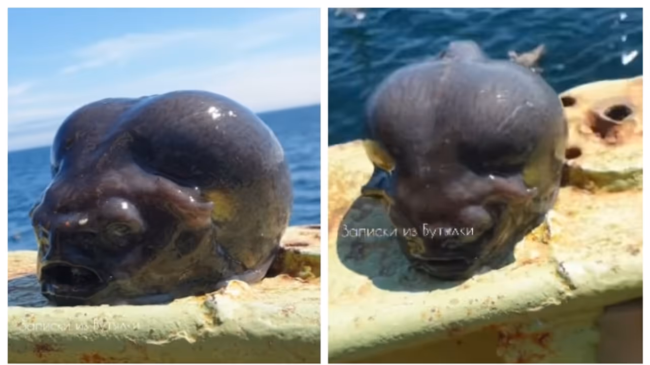 അന്യഗ്രഹ ജീവിയുടെ വളർത്തുമൃഗം; മത്സ്യബന്ധനത്തിടെ റഷ്യക്കാരന് ലഭിച്ച ജീവിയെ കണ്ട് അമ്പരന്ന് സോഷ്യൽ മീഡിയ അന്യഗ്രഹ ജീവിയുടെ വളർത്തുമൃഗം; മത്സ്യബന്ധനത്തിടെ റഷ്യക്കാരന് ലഭിച്ച ജീവിയെ കണ്ട് അമ്പരന്ന് സോഷ്യൽ മീഡിയ