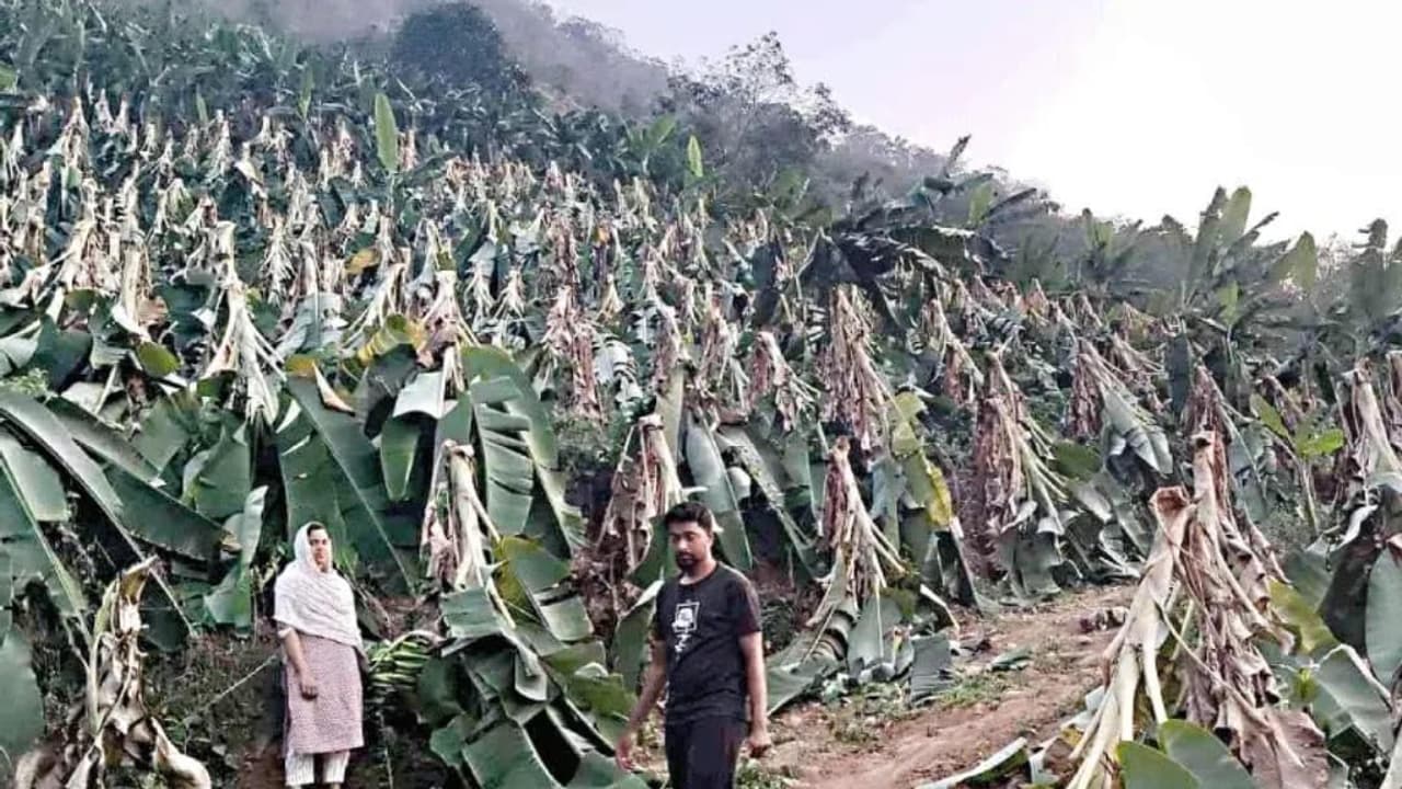 കരുവാരകുണ്ടിൽ വീശിയടിച്ച് ചുഴലിക്കാറ്റ്; 19000 വാഴകൾ നിലംപൊത്തി, കണ്ണീരോടെ കര്‍ഷകര്‍ 