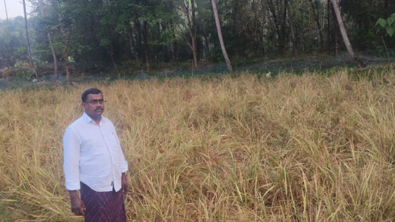 ചുറ്റും വല കെട്ടി സംരക്ഷിച്ചു, ആവോളം നോക്കി, എല്ലാം വിഫലം; എല്ലാം ഒറ്റ രാത്രി കൊണ്ട് നശിപ്പിച്ച് പന്നിക്കൂട്ടം