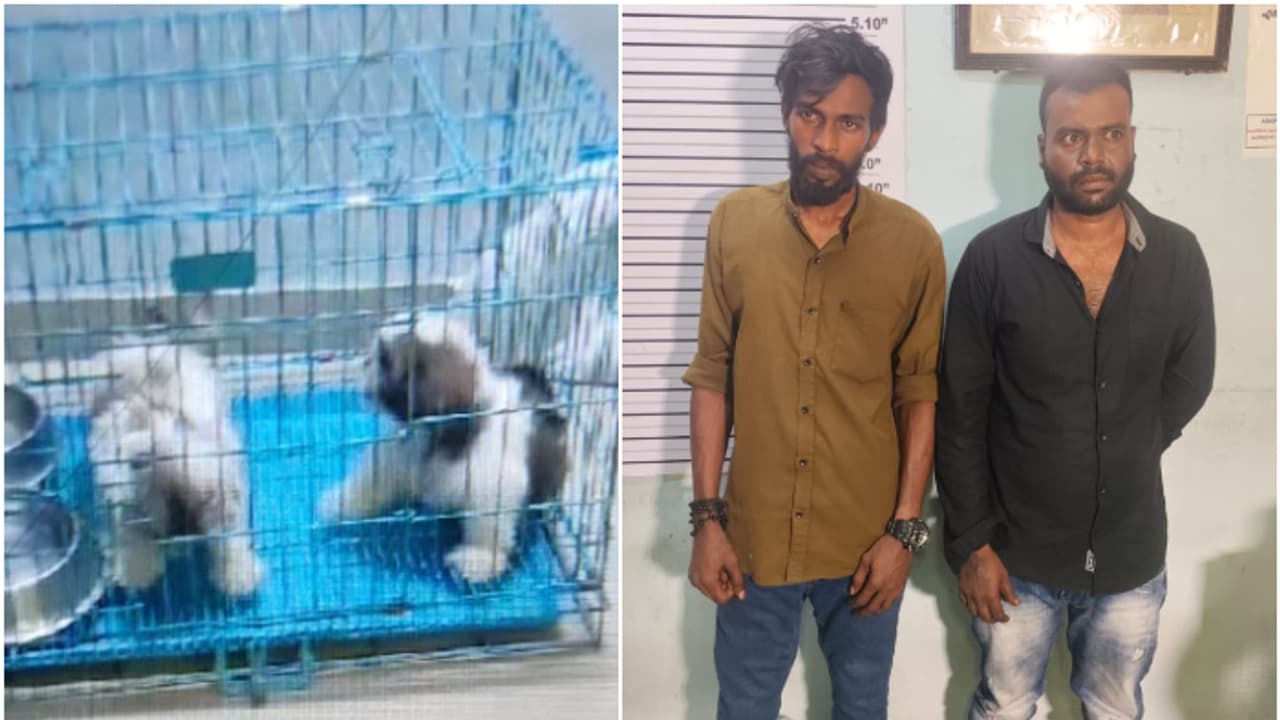 ബേക്കറിയിലെ പെറ്റ്ഷോപ്പിൽ നിന്ന് 14000 വിലയുള്ള നായ്ക്കുട്ടികളെ പൊക്കി, ബാലരാമപുരത്ത് വിൽക്കാൻ നോക്കവെ പിടിയിൽ ബേക്കറിയിലെ പെറ്റ്ഷോപ്പിൽ നിന്ന് 14000 വിലയുള്ള നായ്ക്കുട്ടികളെ പൊക്കി, ബാലരാമപുരത്ത് വിൽക്കാൻ നോക്കവെ പിടിയിൽ