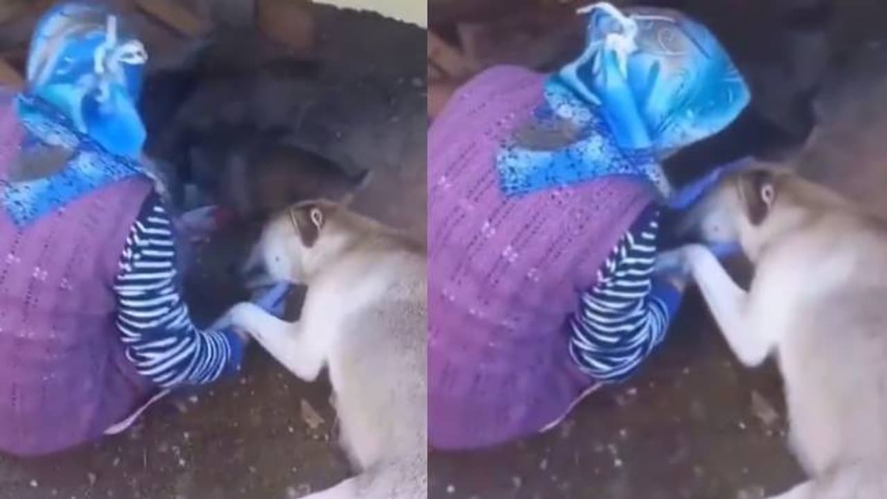 നന്ദിയുണ്ട്; കണ്ടാല് കണ്ണ് നിറഞ്ഞുപോകും, കുഞ്ഞുങ്ങൾക്ക് പാൽ നൽകുന്ന സ്ത്രീയോടുള്ള നായയുടെ സ്നേഹം കണ്ടോ? നന്ദിയുണ്ട്; കണ്ടാല് കണ്ണ് നിറഞ്ഞുപോകും, കുഞ്ഞുങ്ങൾക്ക് പാൽ നൽകുന്ന സ്ത്രീയോടുള്ള നായയുടെ സ്നേഹം കണ്ടോ?