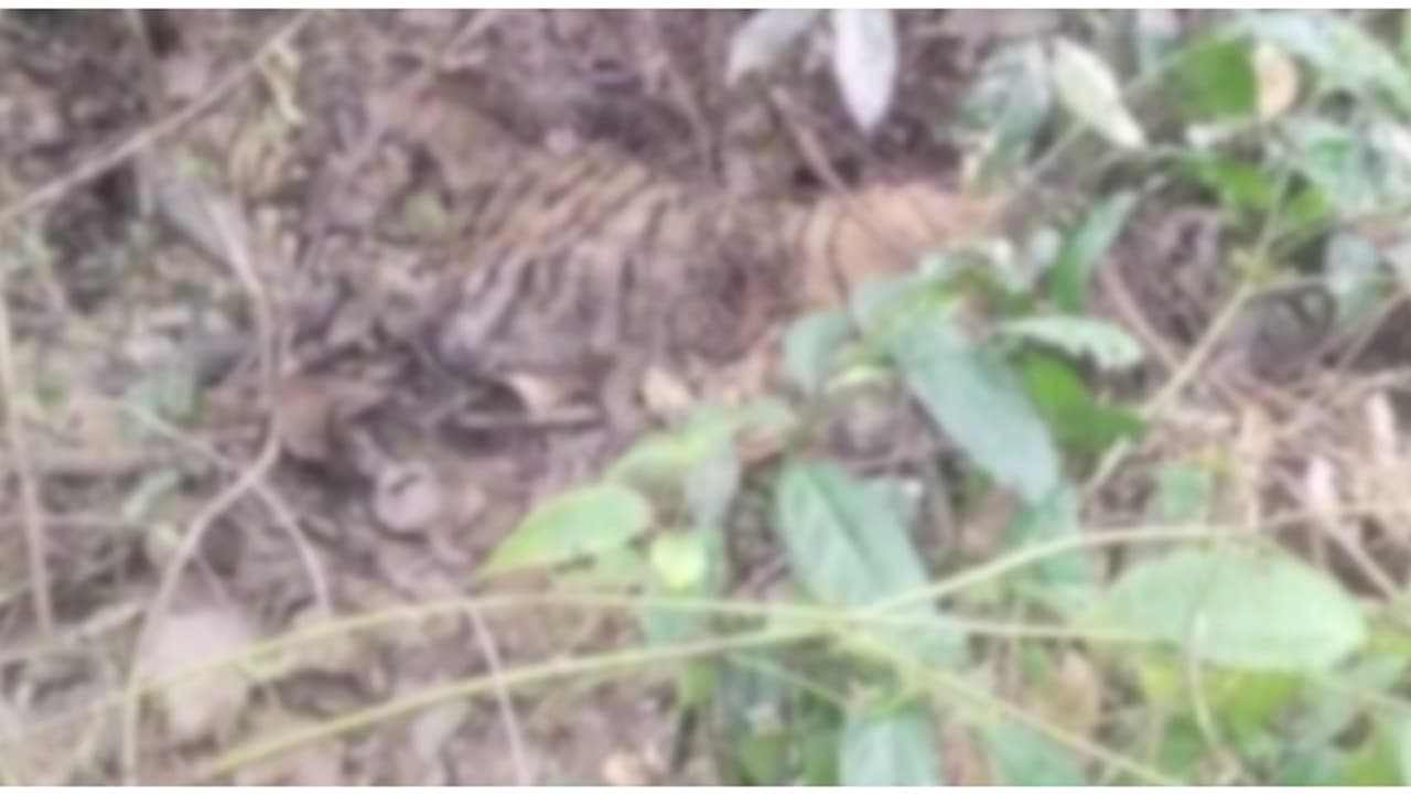 പത്തനാപുരത്ത് കശുമാവ് തോട്ടത്തിൽ കടുവയുടെ ജഡം കണ്ടെത്തി പത്തനാപുരത്ത് കശുമാവ് തോട്ടത്തിൽ കടുവയുടെ ജഡം കണ്ടെത്തി