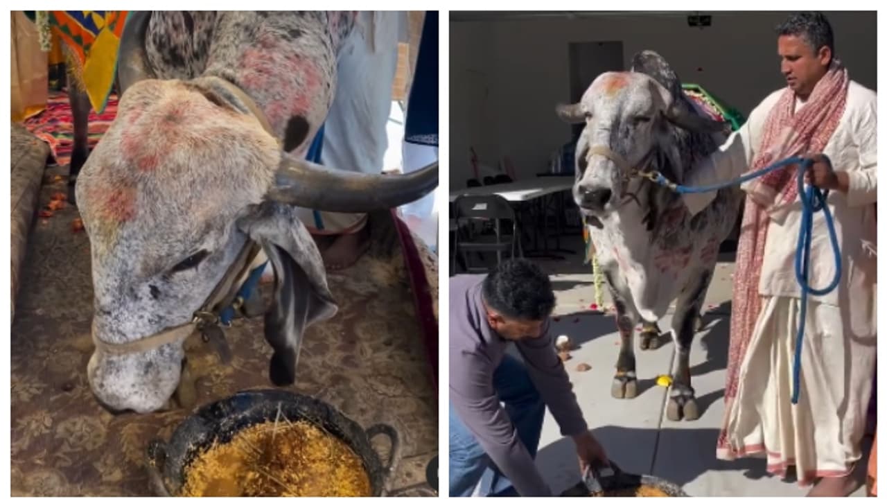 യുഎസിലെ ഇന്ത്യന് വംശജരുടെ പുതിയ വീട്ടിലെ ഗൃഹപ്രവേശന ചടങ്ങിന് പശു; വീഡിയോ വൈറൽ യുഎസിലെ ഇന്ത്യന് വംശജരുടെ പുതിയ വീട്ടിലെ ഗൃഹപ്രവേശന ചടങ്ങിന് പശു; വീഡിയോ വൈറൽ