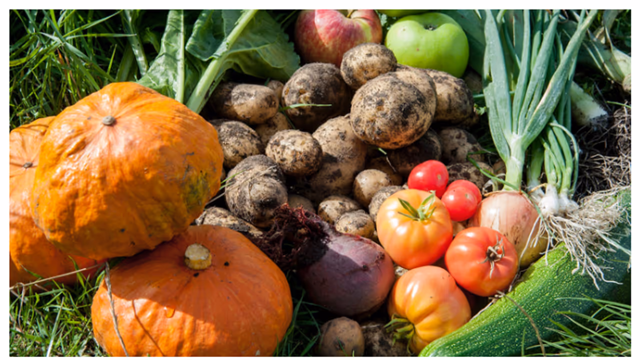 പച്ചക്കറികളുടെ വിത്തുകൾ സൂക്ഷിക്കേണ്ടത് ഇങ്ങനെയാണ് 