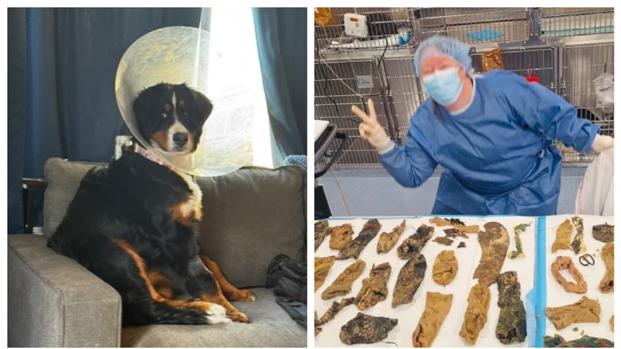 ഒടുക്കത്തെ വിശപ്പ്, നായ തിന്നത് 24 സോക്സുകൾ; ഒടുവിൽ ജീവൻ രക്ഷിക്കാൻ അടിയന്തര ശസ്ത്രക്രിയ