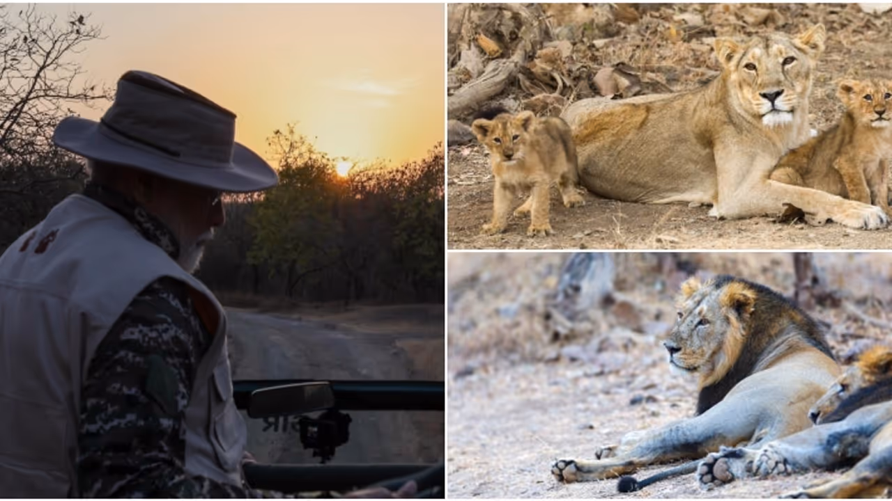 ഗിർ വന്യജീവി സങ്കേതത്തിൽ ലയൺ സഫാരി നടത്തി പ്രധാനമന്ത്രി; ചിത്രങ്ങൾ കാണാം 