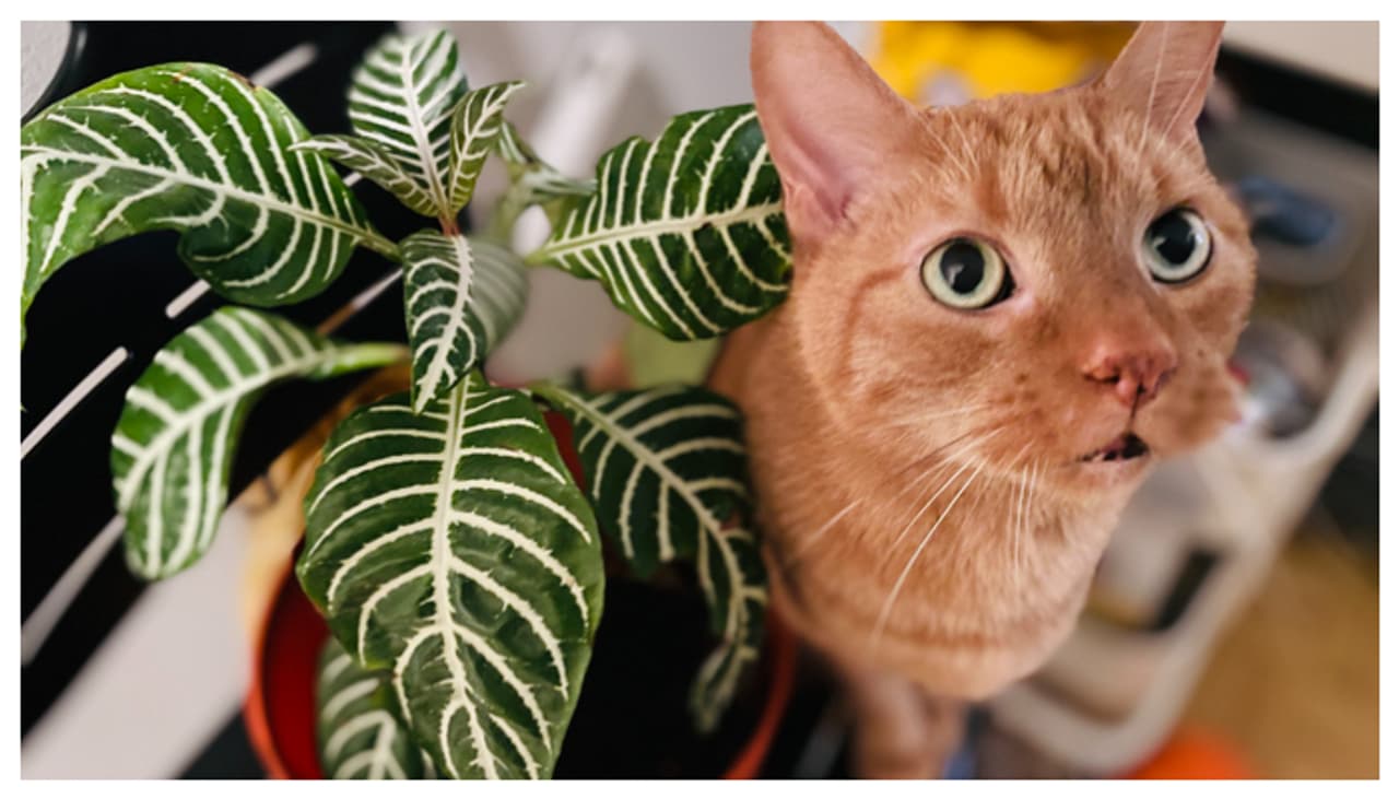 വളർത്ത് മൃഗങ്ങൾക്ക് ദോഷമില്ലാത്ത 5 ഇൻഡോർ പ്ലാന്റുകൾ വളർത്ത് മൃഗങ്ങൾക്ക് ദോഷമില്ലാത്ത 5 ഇൻഡോർ പ്ലാന്റുകൾ