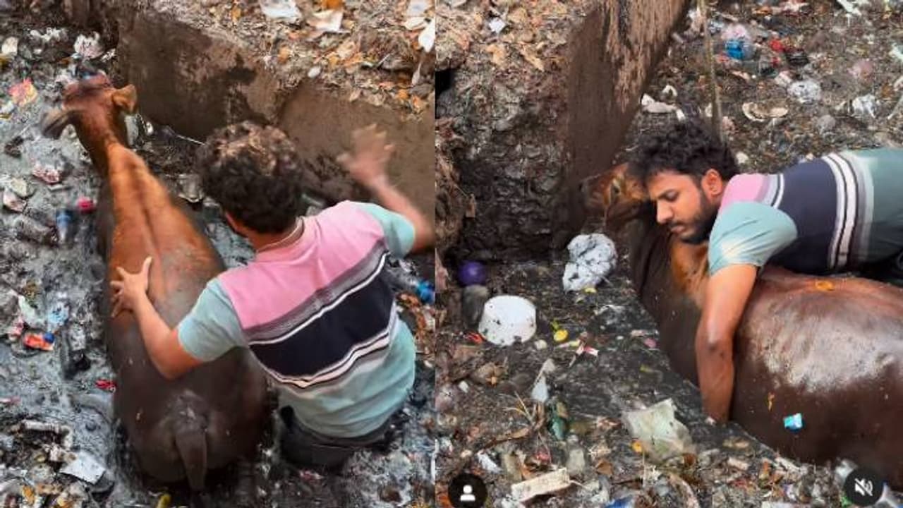 'ഇവിടെയിപ്പോഴും മനുഷ്യത്വമുണ്ടോ?' ഒന്നും നോക്കാതെ എടുത്തുചാടി, അഴുക്ക് നിറഞ്ഞ ഓടയിൽ പശുവിന് രക്ഷകനായി യുവാവ്