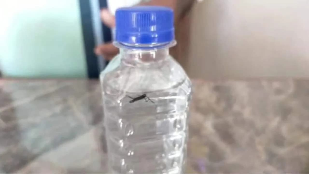 dead mosquito found in a sealed bottle of mineral water in jabalpur food department will take action dead mosquito found in a sealed bottle of mineral water in jabalpur food department will take action