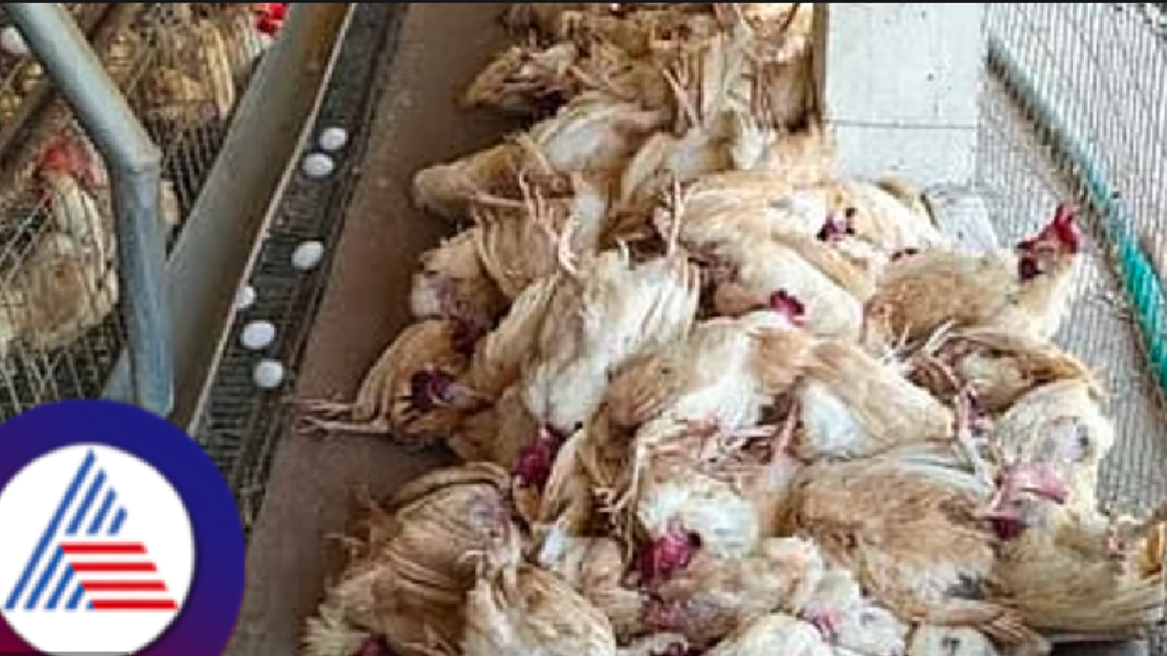 Bird flu scare: ಚಿಕನ್ ತಿನ್ನಬೇಕೋ ಬೇಡ್ವೋ? ಎಷ್ಟು ಡಿಗ್ರೀಲಿ ಕೋಳಿ ಮಾಂಸ ಬೇಯಿಸಬೇಕು? ಆರೋಗ್ಯ ಇಲಾಖೆ ಇಲಾಖೆ ಹೇಳಿದ್ದೇನು?