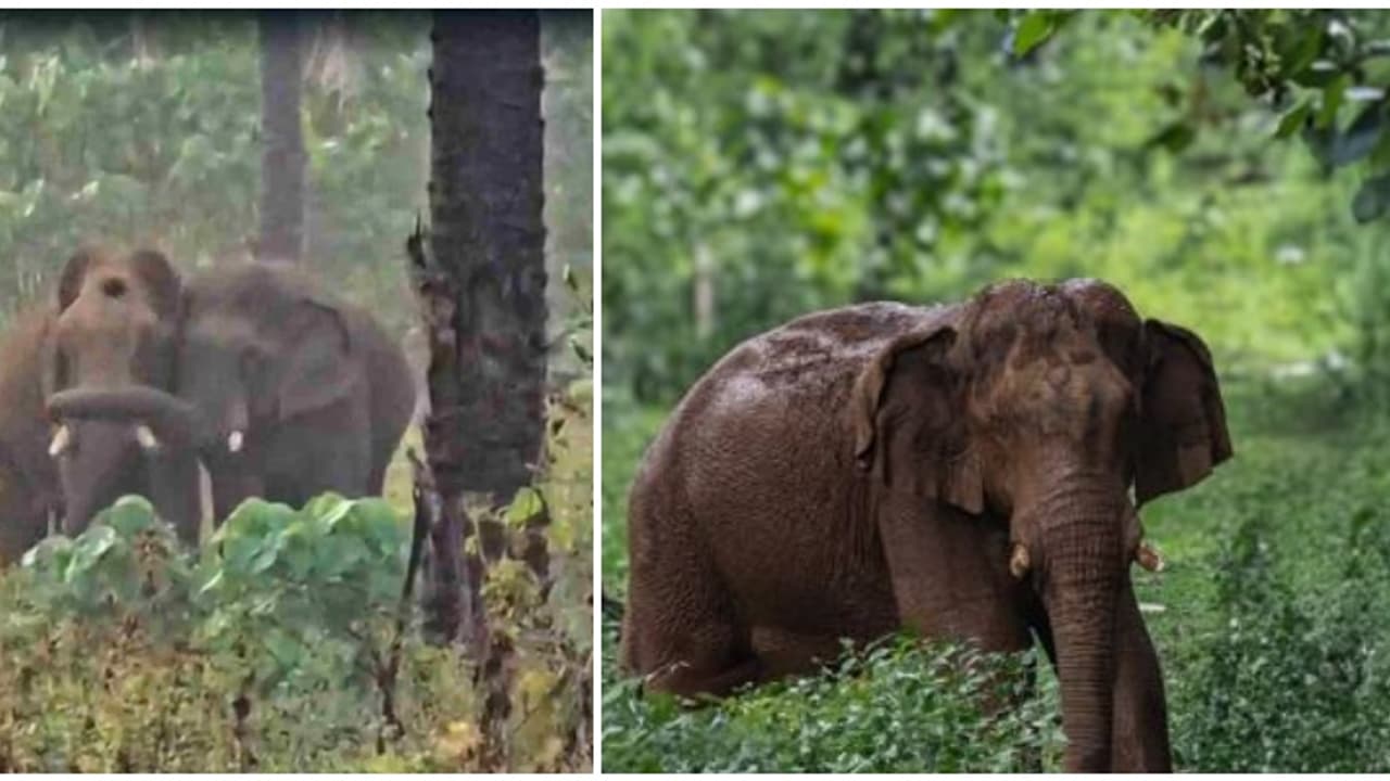 ഒരു കാട്ടാനക്ക് കൂടി പരിക്ക്, മസ്തകത്തിൽ പരിക്കേറ്റ ആനയ്ക്ക് താങ്ങായ ഏഴാറ്റുമുഖം ഗണപതിക്ക് കാലിന് പരിക്ക് ഒരു കാട്ടാനക്ക് കൂടി പരിക്ക്, മസ്തകത്തിൽ പരിക്കേറ്റ ആനയ്ക്ക് താങ്ങായ ഏഴാറ്റുമുഖം ഗണപതിക്ക് കാലിന് പരിക്ക്