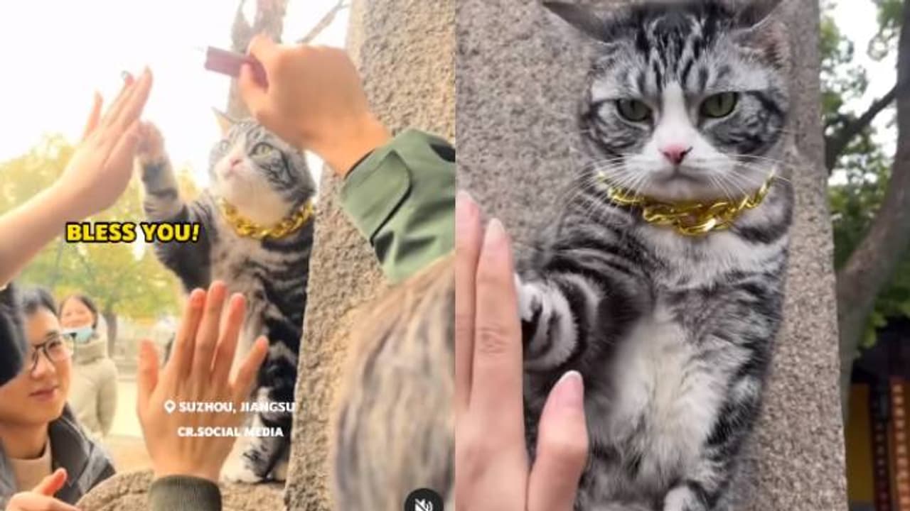 ಬುದ್ಧ ದೇಗುಲದ ಬೆಕ್ಕು ಭಕ್ತರಿಗೆ ನೀಡುತ್ತೆ ಹೈಫೈ ಆಶೀರ್ವಾದ, ವಿಡಿಯೋದಿಂದ ಮಂದಿರದಲ್ಲಿ ಜನಸಾಗರ ಬುದ್ಧ ದೇಗುಲದ ಬೆಕ್ಕು ಭಕ್ತರಿಗೆ ನೀಡುತ್ತೆ ಹೈಫೈ ಆಶೀರ್ವಾದ, ವಿಡಿಯೋದಿಂದ ಮಂದಿರದಲ್ಲಿ ಜನಸಾಗರ