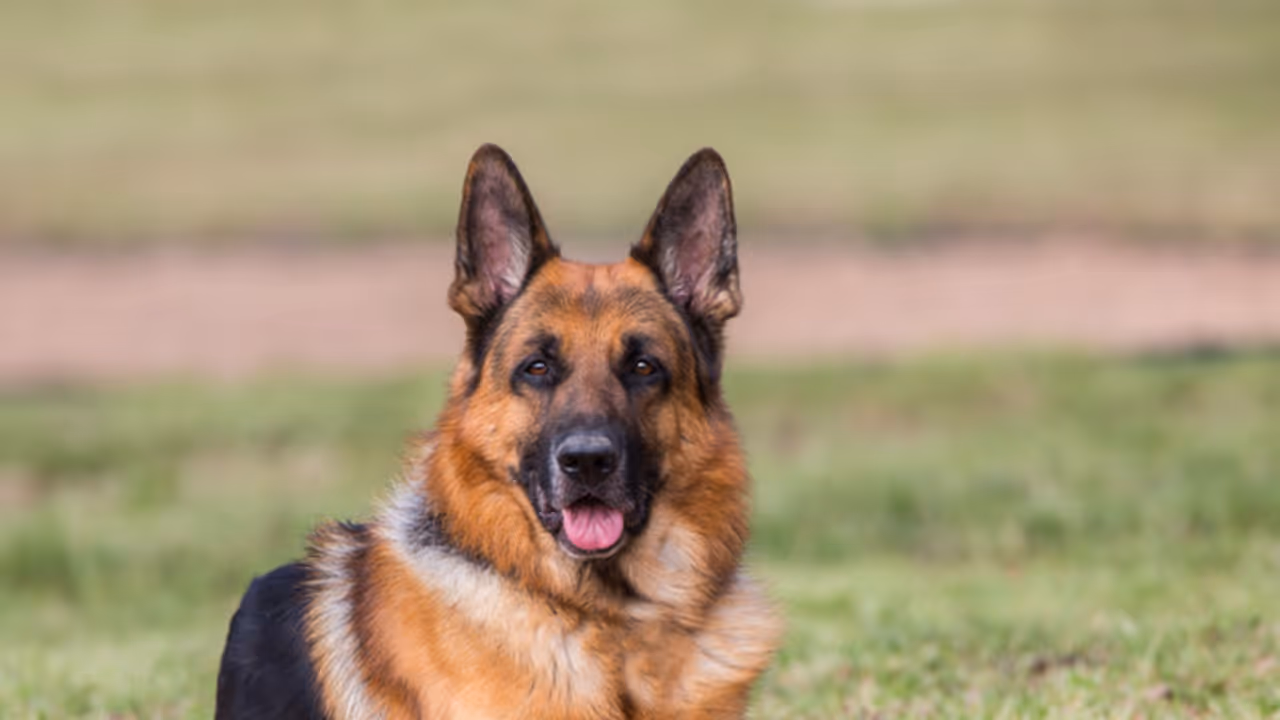 German Shepherd ‘Bentho’ sacrifices its life to save owner from tiger attack in Madhya Pradesh 
