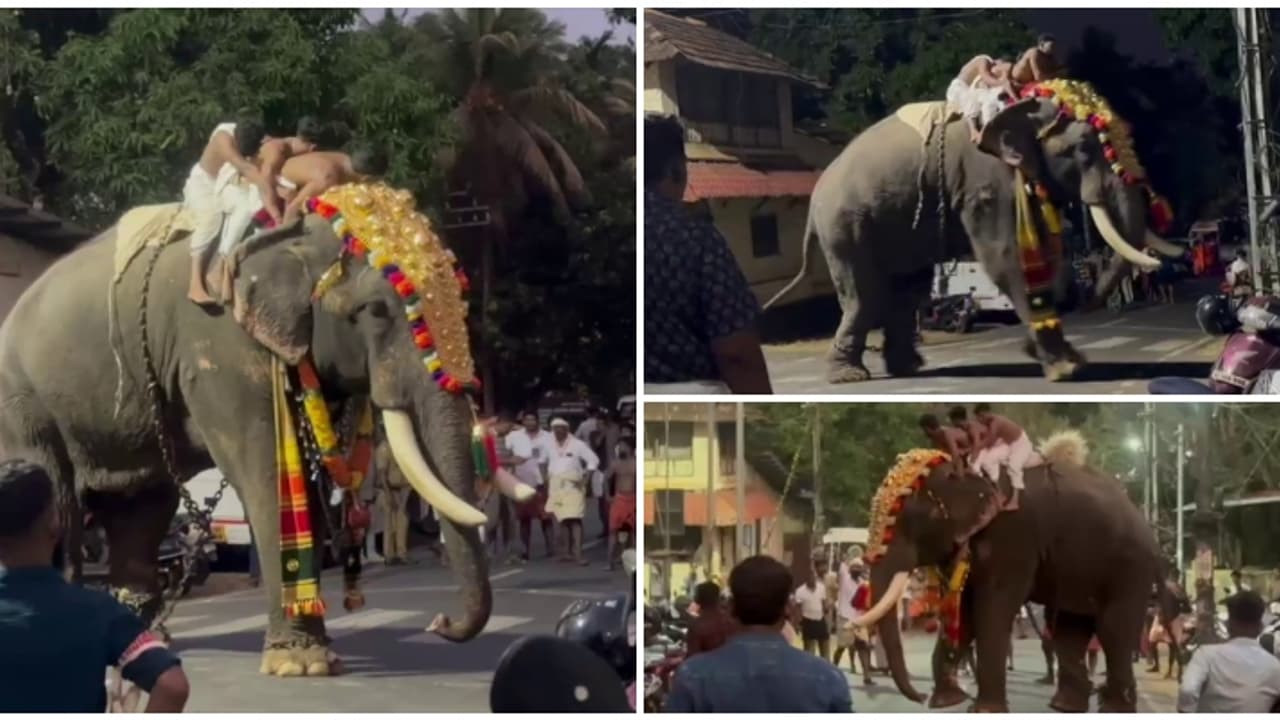 കുന്നംകുളത്ത് വീണ്ടും ഉത്സവത്തിനിടെ ആനയിടഞ്ഞു; എലിഫൻ്റ് സ്ക്വാഡും പൊലീസും സ്ഥലത്തെത്തി കുന്നംകുളത്ത് വീണ്ടും ഉത്സവത്തിനിടെ ആനയിടഞ്ഞു; എലിഫൻ്റ് സ്ക്വാഡും പൊലീസും സ്ഥലത്തെത്തി