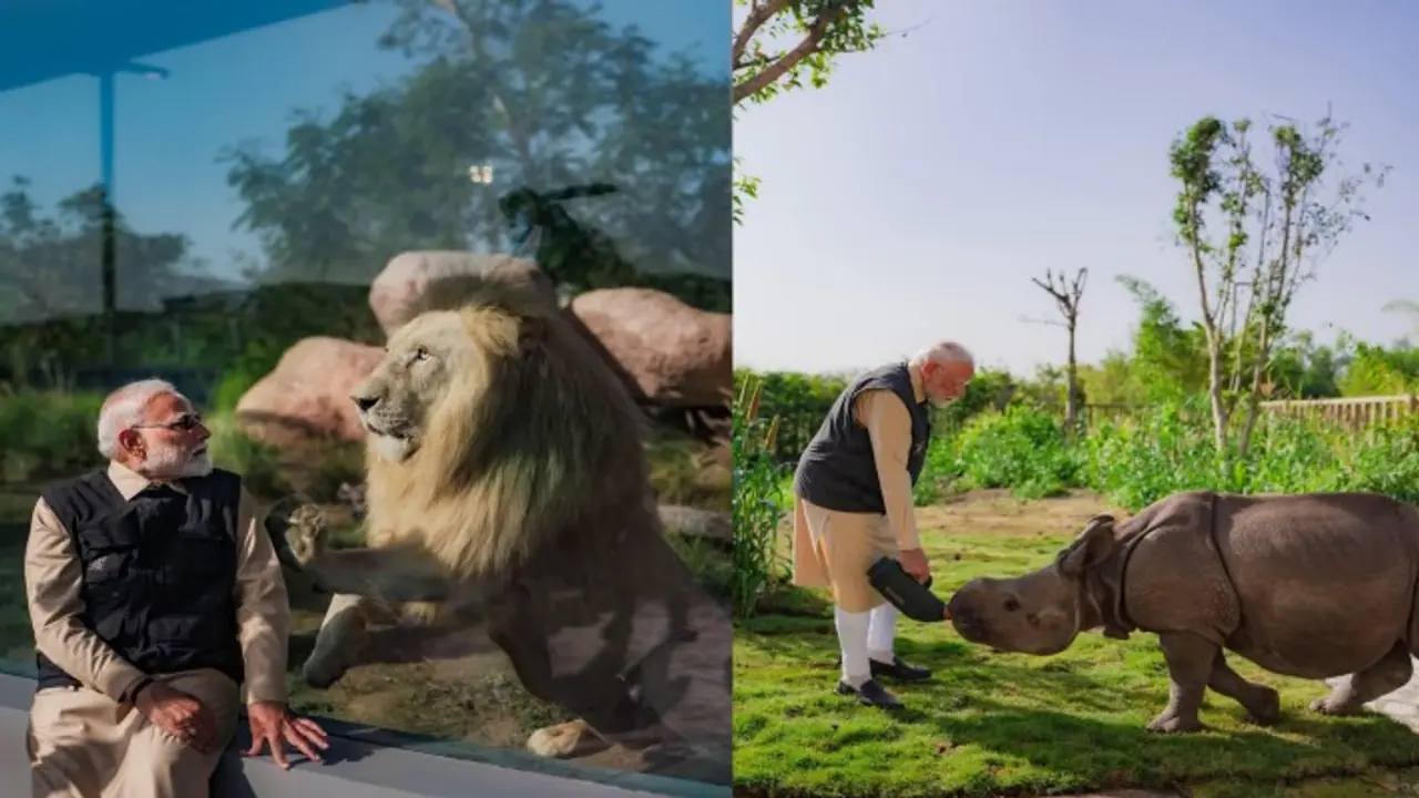 क्या गिर के शेर अब सुरक्षित नहीं? जानिए उनके लिए Modi सरकार की नई योजना! क्या गिर के शेर अब सुरक्षित नहीं? जानिए उनके लिए Modi सरकार की नई योजना!