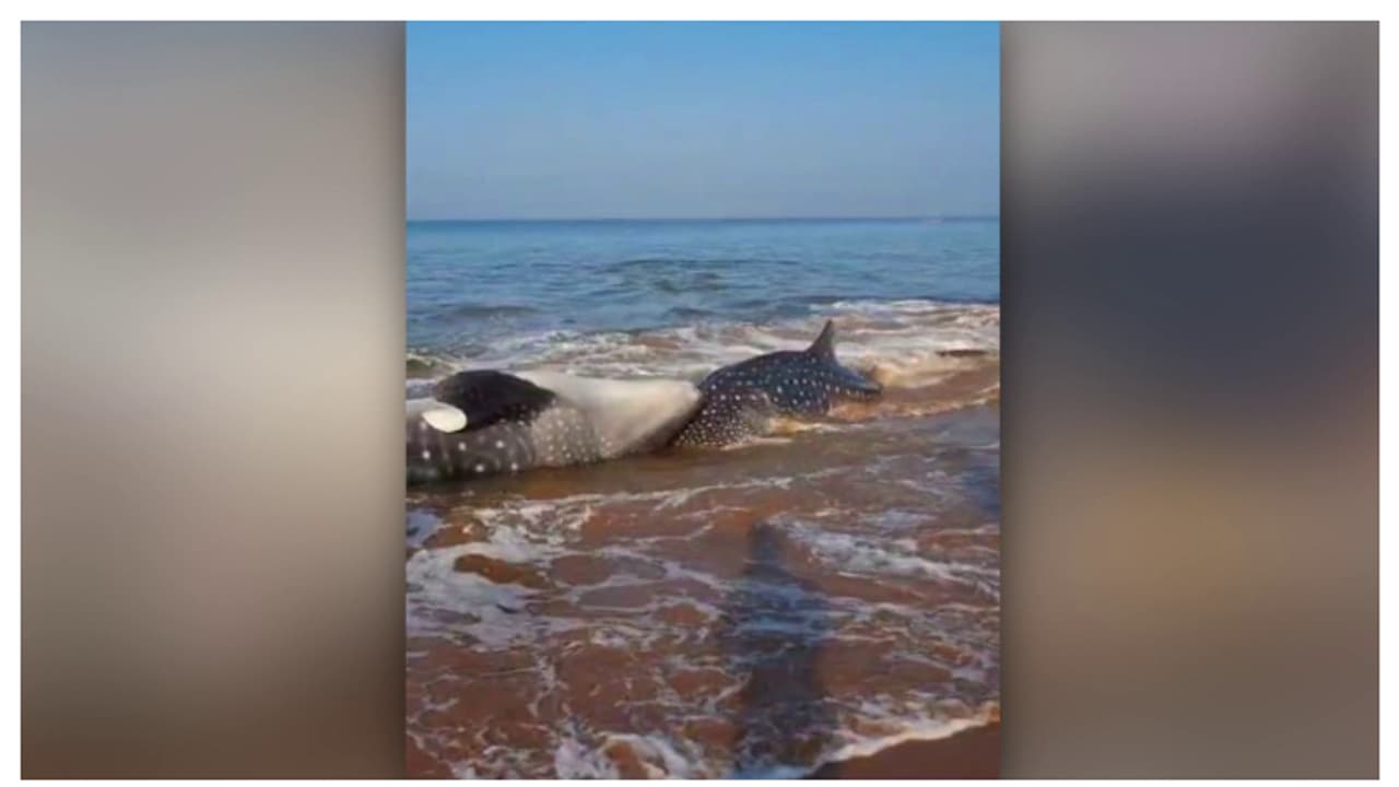 ഒരു ലക്ഷം രൂപയുടെ നഷ്ടം സഹിച്ച് വല മുറിച്ചു, വലയിൽ കുരുങ്ങിയ തിമിംഗല സ്രാവുകളെ രക്ഷിച്ച് മത്സ്യത്തൊഴിലാളികൾ ഒരു ലക്ഷം രൂപയുടെ നഷ്ടം സഹിച്ച് വല മുറിച്ചു, വലയിൽ കുരുങ്ങിയ തിമിംഗല സ്രാവുകളെ രക്ഷിച്ച് മത്സ്യത്തൊഴിലാളികൾ