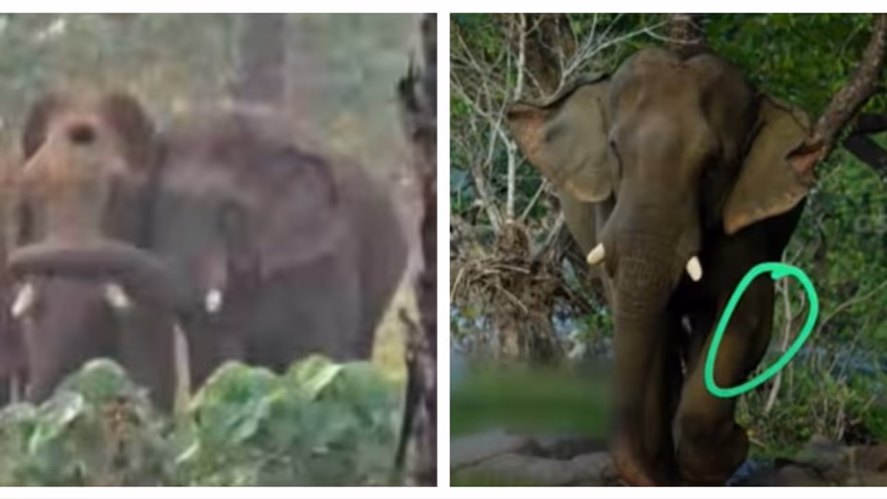 'മസ്തകത്തിൽ മുറിവേറ്റ കൊമ്പനെ താങ്ങിപ്പിടിച്ച കൂട്ടുകാരൻ'; ഏഴാറ്റുമുഖംഗണപതിക്ക് കാലിന് പരിക്ക്, ചികിത്സിക്കും 'മസ്തകത്തിൽ മുറിവേറ്റ കൊമ്പനെ താങ്ങിപ്പിടിച്ച കൂട്ടുകാരൻ'; ഏഴാറ്റുമുഖംഗണപതിക്ക് കാലിന് പരിക്ക്, ചികിത്സിക്കും