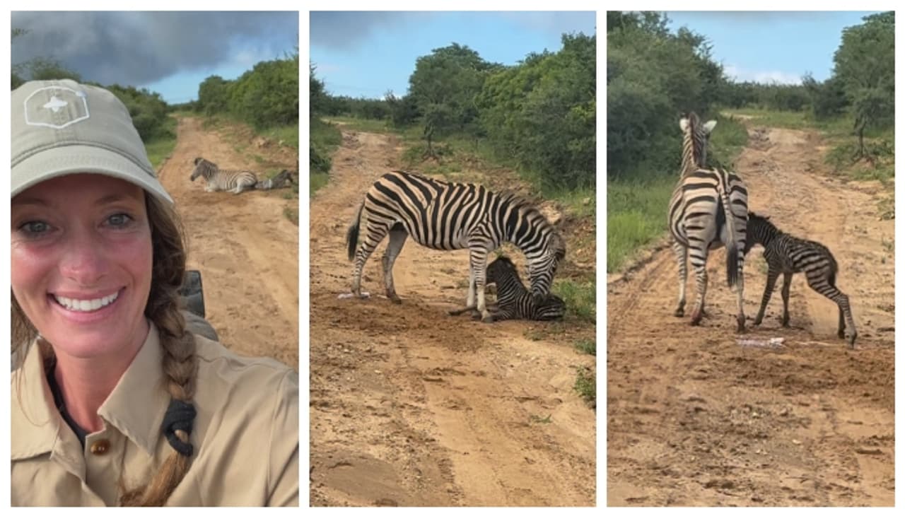 സീബ്ര കുഞ്ഞിന്റെ ജനനം; കാട്ടിലെ അപൂര്വ്വ ദൃശ്യം പകർത്തി വിനോദ സഞ്ചാരികൾ, വീഡിയോ വൈറൽ സീബ്ര കുഞ്ഞിന്റെ ജനനം; കാട്ടിലെ അപൂര്വ്വ ദൃശ്യം പകർത്തി വിനോദ സഞ്ചാരികൾ, വീഡിയോ വൈറൽ