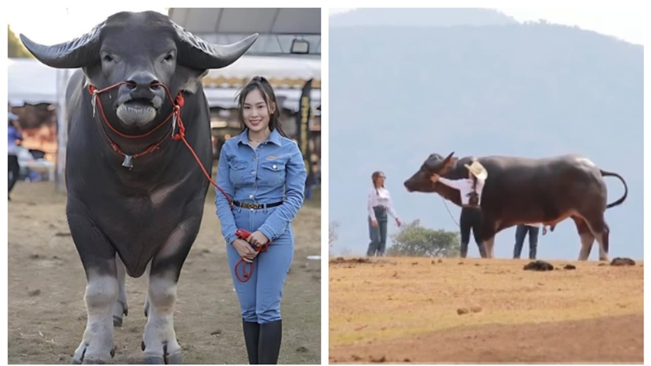 ദിവസവും 35 കിലോ ഭക്ഷണം, പേര് കിംഗ് കോങ്; ലോകത്തിലെ ഏറ്റവും ഉയരം കൂടിയ പോത്ത് ! ദിവസവും 35 കിലോ ഭക്ഷണം, പേര് കിംഗ് കോങ്; ലോകത്തിലെ ഏറ്റവും ഉയരം കൂടിയ പോത്ത് !