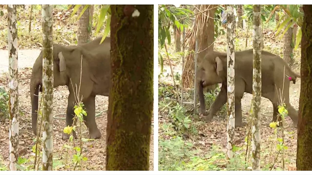 കണ്ണൂരിൽ മയക്കുവെടി വെച്ച് പിടികൂടിയ കുട്ടിയാന ചരിഞ്ഞു; അന്നനാളത്തിന് ഉൾപ്പെടെ ഗുരുതര പരിക്ക്, അന്വേഷണം കണ്ണൂരിൽ മയക്കുവെടി വെച്ച് പിടികൂടിയ കുട്ടിയാന ചരിഞ്ഞു; അന്നനാളത്തിന് ഉൾപ്പെടെ ഗുരുതര പരിക്ക്, അന്വേഷണം