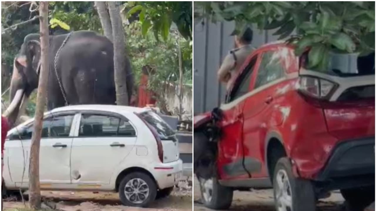 ഇടക്കൊച്ചിയിൽ ഉത്സവത്തിനെത്തിച്ച ആന ഇടഞ്ഞു ഇടക്കൊച്ചിയിൽ ഉത്സവത്തിനെത്തിച്ച ആന ഇടഞ്ഞു