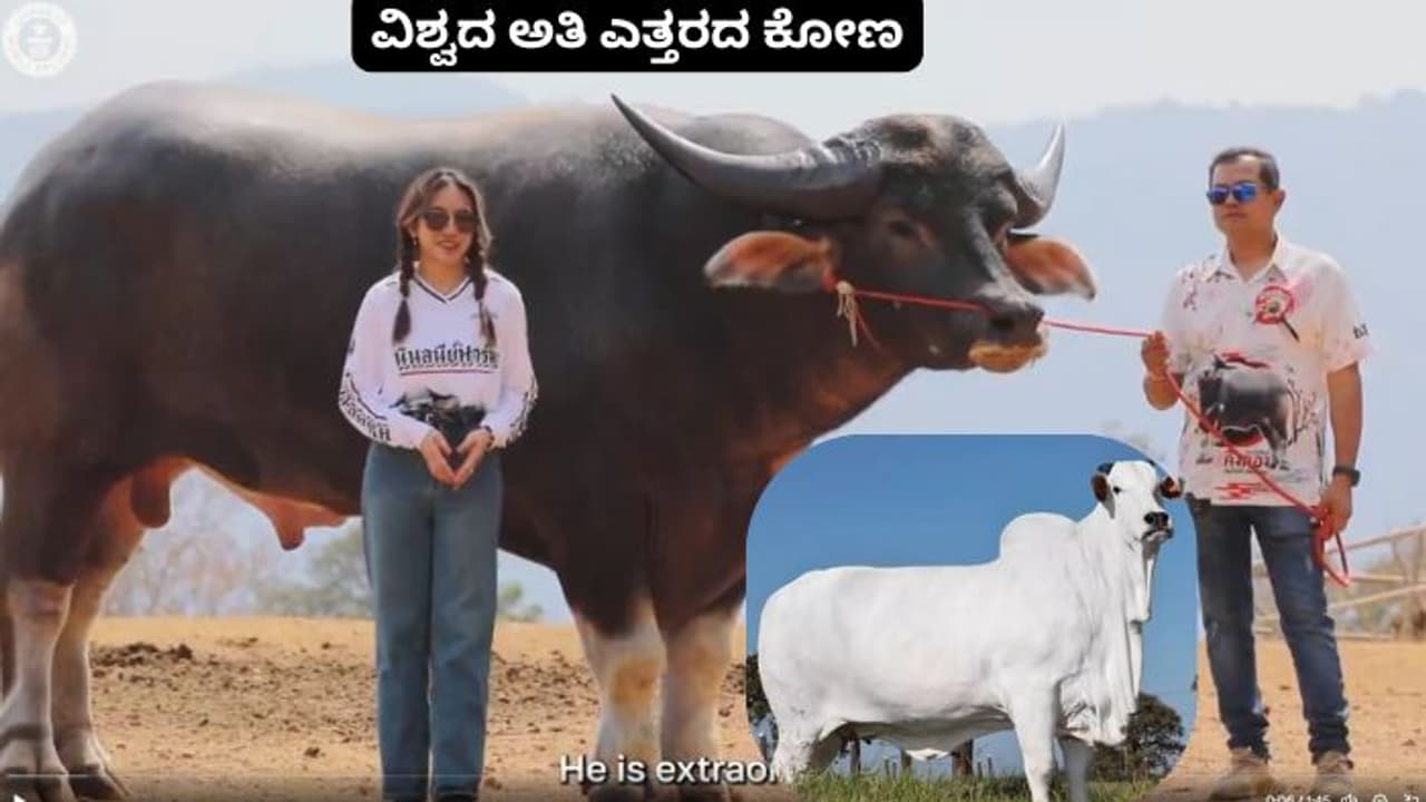 ವಿಶ್ವದ ಅತಿದೊಡ್ಡ ಹಸು ಭಾರತದ್ದು; ಆದ್ರೆ ಇಲ್ಲಿರೋ ವಿಶ್ವದ ಅತಿದೊಡ್ಡ ಕೋಣ ಎಲ್ಲಿಯದ್ದು ಗೊತ್ತಾ?!