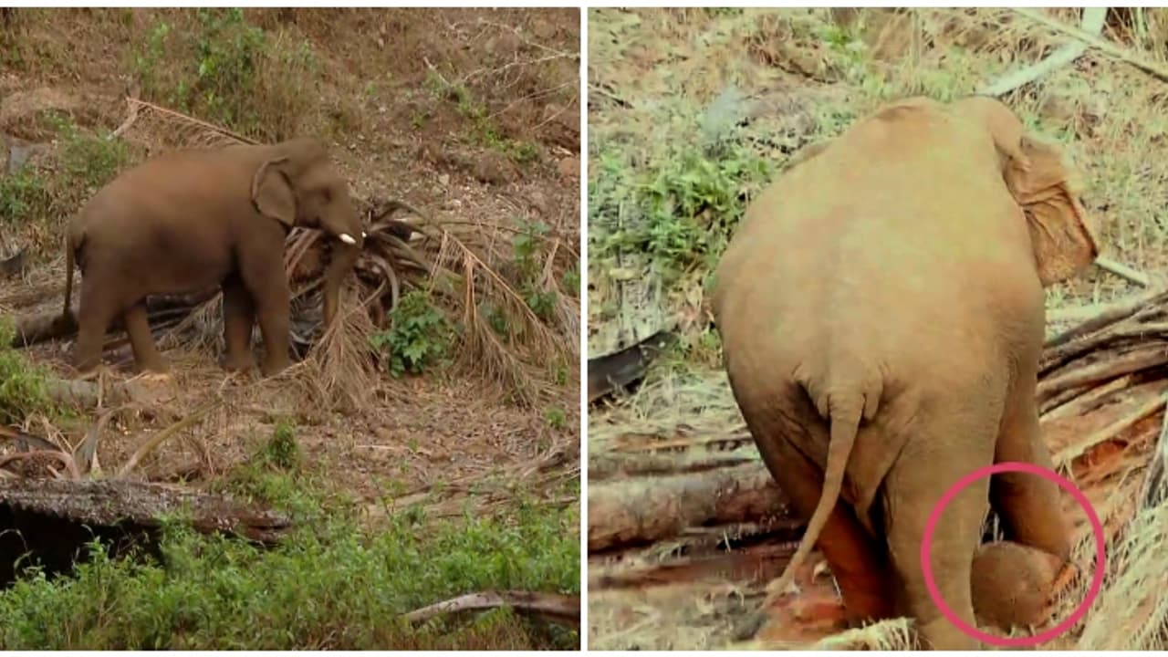 ഏഴാറ്റുമുഖം ഗണപതിയുടെ കാലിൽ കമ്പി പോലെ എന്തോ വസ്തു തറച്ച പാട്; പുതിയ ദൃശ്യങ്ങൾ പുറത്ത്, നിരീക്ഷണം തുടരും ഏഴാറ്റുമുഖം ഗണപതിയുടെ കാലിൽ കമ്പി പോലെ എന്തോ വസ്തു തറച്ച പാട്; പുതിയ ദൃശ്യങ്ങൾ പുറത്ത്, നിരീക്ഷണം തുടരും