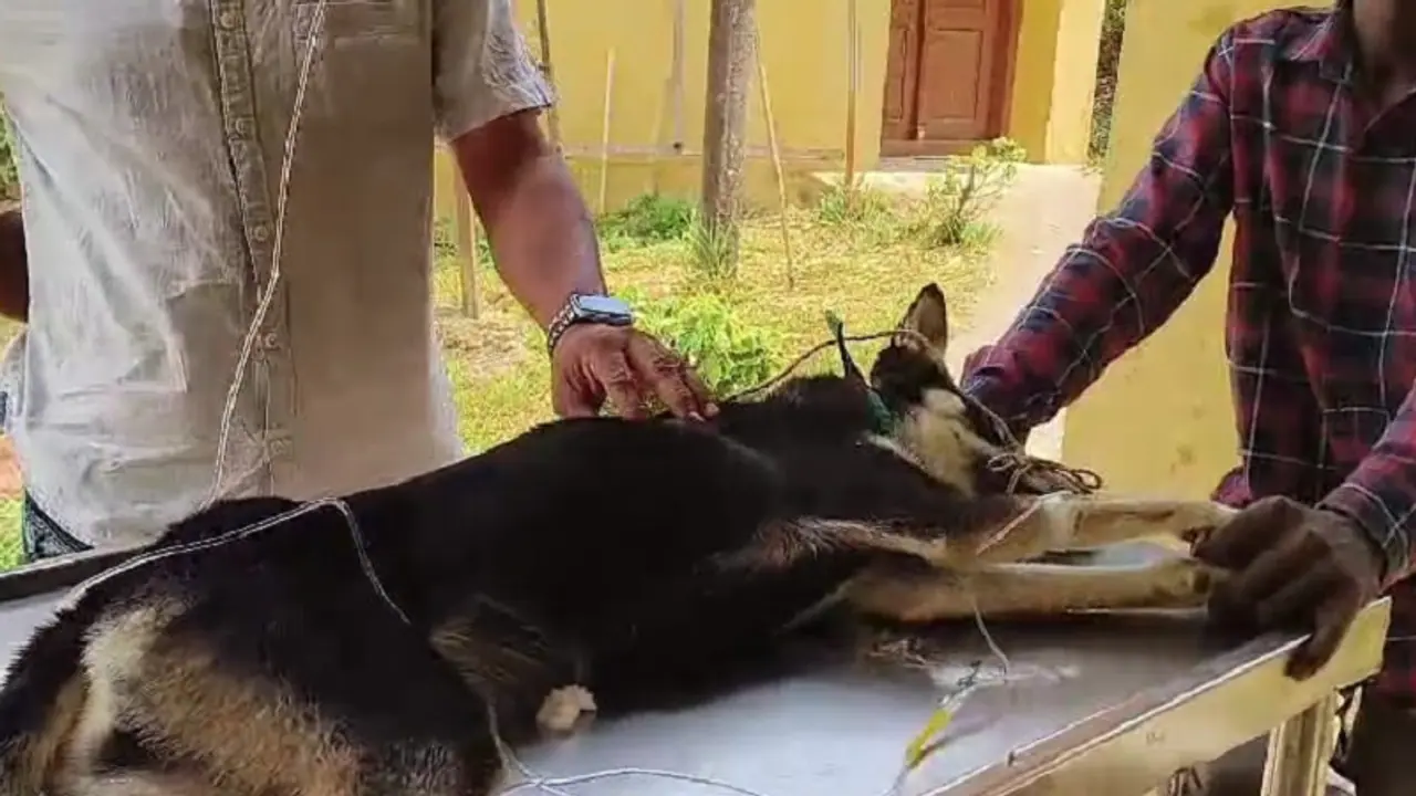 ಶ್ವಾನಗಳ ಜೀವ ಹಿಂಡುತ್ತಿದೆ ಪಾರೋ ವೈರಲ್ ಡಯೇರಿಯಾ ಸೋಂಕು: ಕೊಡಗಿನಲ್ಲಿ 50ಕ್ಕೂ ಹೆಚ್ಚು ನಾಯಿಗಳ ಸಾವು