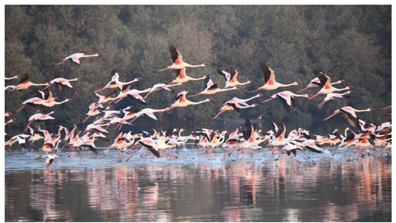 നവീമുംബൈയുടെ ചതുപ്പുനിലങ്ങളിൽ പിങ്ക് നിറച്ച് ഫ്ലമിംഗോകളുടെ ചിറകടികൾ; വീഡിയോ വൈറൽ നവീമുംബൈയുടെ ചതുപ്പുനിലങ്ങളിൽ പിങ്ക് നിറച്ച് ഫ്ലമിംഗോകളുടെ ചിറകടികൾ; വീഡിയോ വൈറൽ