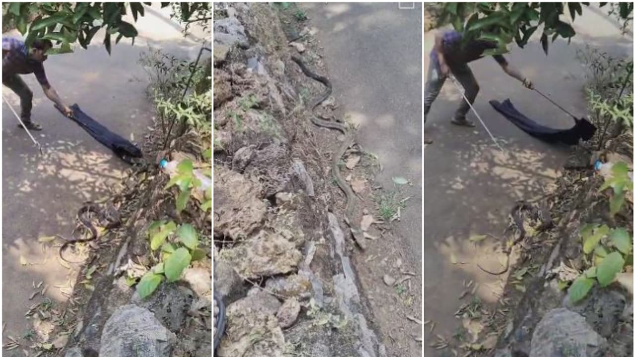 ചൂടുകാലത്ത് തണുപ്പ് തേടി അടുക്കള ഭാഗത്തെത്തിയ 15 അടി നീളമുള്ള അതിഥി; ശ്രമത്തിനൊടുവിൽ ചാക്കിലായി രാജവെമ്പാല ചൂടുകാലത്ത് തണുപ്പ് തേടി അടുക്കള ഭാഗത്തെത്തിയ 15 അടി നീളമുള്ള അതിഥി; ശ്രമത്തിനൊടുവിൽ ചാക്കിലായി രാജവെമ്പാല