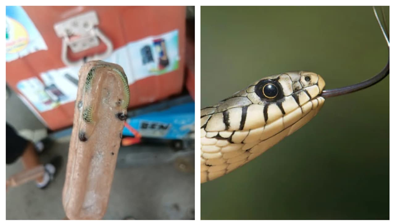 ഹൊ, അസഹനീയം, ഐസ്ക്രീം വാങ്ങി കഴിക്കാനായി തുറന്നപ്പോൾ ഉള്ളിൽ പാമ്പ്, ദുരനുഭവം പങ്കുവെച്ച് യുവാവ് 
