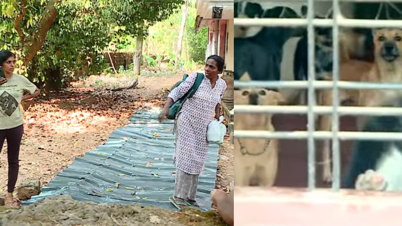 ലൈസൻസ് ഇല്ല, കുന്നത്തുനാട്ടിൽ തെരുവുനായകളെ കൂട്ടത്തോടെ പാർപ്പിച്ച വീട്ടിൽ നിന്ന് നായകളെ ഒഴിപ്പിക്കും ലൈസൻസ് ഇല്ല, കുന്നത്തുനാട്ടിൽ തെരുവുനായകളെ കൂട്ടത്തോടെ പാർപ്പിച്ച വീട്ടിൽ നിന്ന് നായകളെ ഒഴിപ്പിക്കും