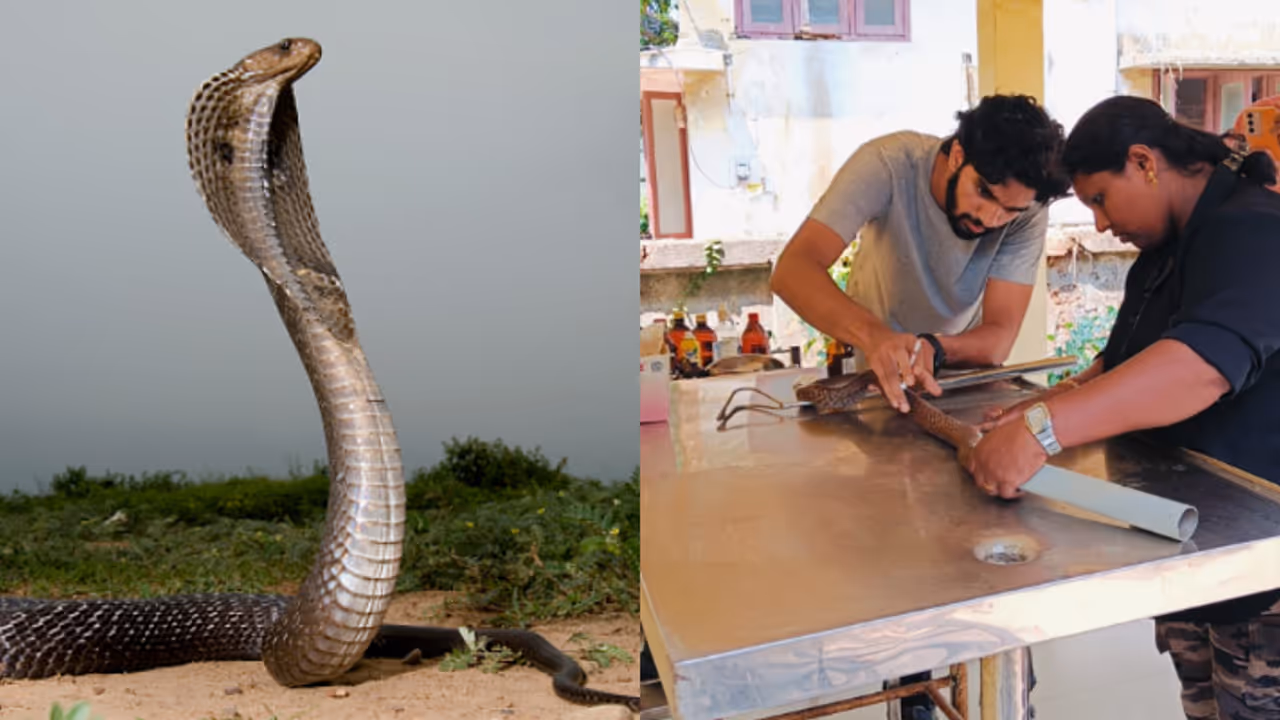 വലയിൽ കുടുങ്ങി പിന്നാലെ വീട്ടിലെ പൂച്ച കടിച്ച് കീറി, അവശനിലയിലായ മൂർഖന് രക്ഷകയായി ഉഷ 