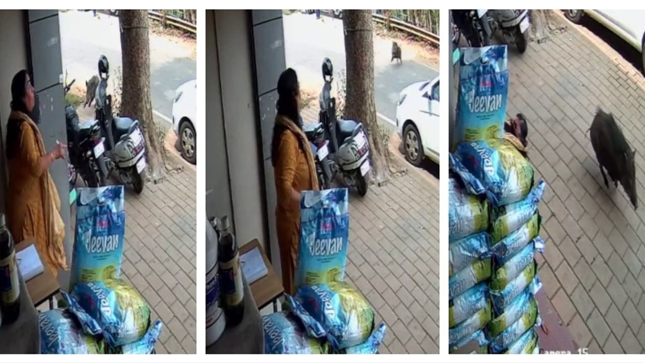 കടയിലേക്ക് കയറാതിരിക്കാൻ ഷട്ടറിട്ടു; വഴുതിവീണ് യുവതിക്ക് പരിക്ക്, തലയിൽ 6 സ്റ്റിച്ച്, വയനാട്ടില് കാട്ടുപന്നി കടയിലേക്ക് കയറാതിരിക്കാൻ ഷട്ടറിട്ടു; വഴുതിവീണ് യുവതിക്ക് പരിക്ക്, തലയിൽ 6 സ്റ്റിച്ച്, വയനാട്ടില് കാട്ടുപന്നി