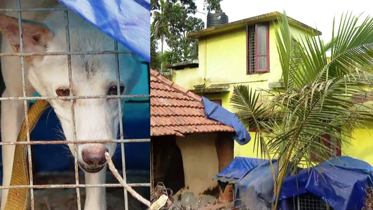 മാലിന്യം കനാലിന് സമീപം തള്ളുന്നു, അസഹനീയ ദുർഗന്ധവും ശബ്ദവും; അടൂരിൽ 2 വീടുകളിലായി 100ലധികം നായ്ക്കൾ, പ്രതിഷേധം