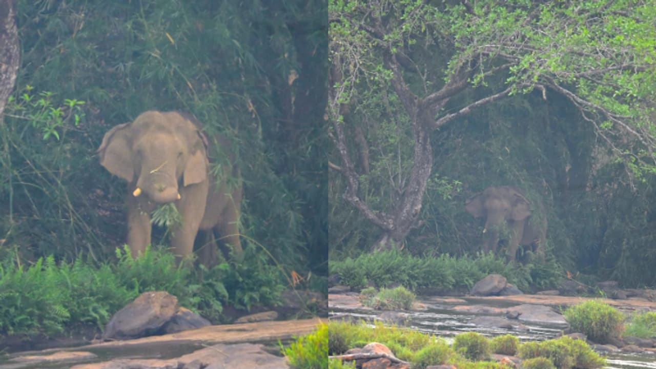 ഏഴാറ്റുമുഖം ഗണപതിയുടെ ആരോഗ്യനില തൃപ്തികരം; അടിയന്തിര ചികിത്സ ആവശ്യമില്ലെന്ന് വനം വകുപ്പ്