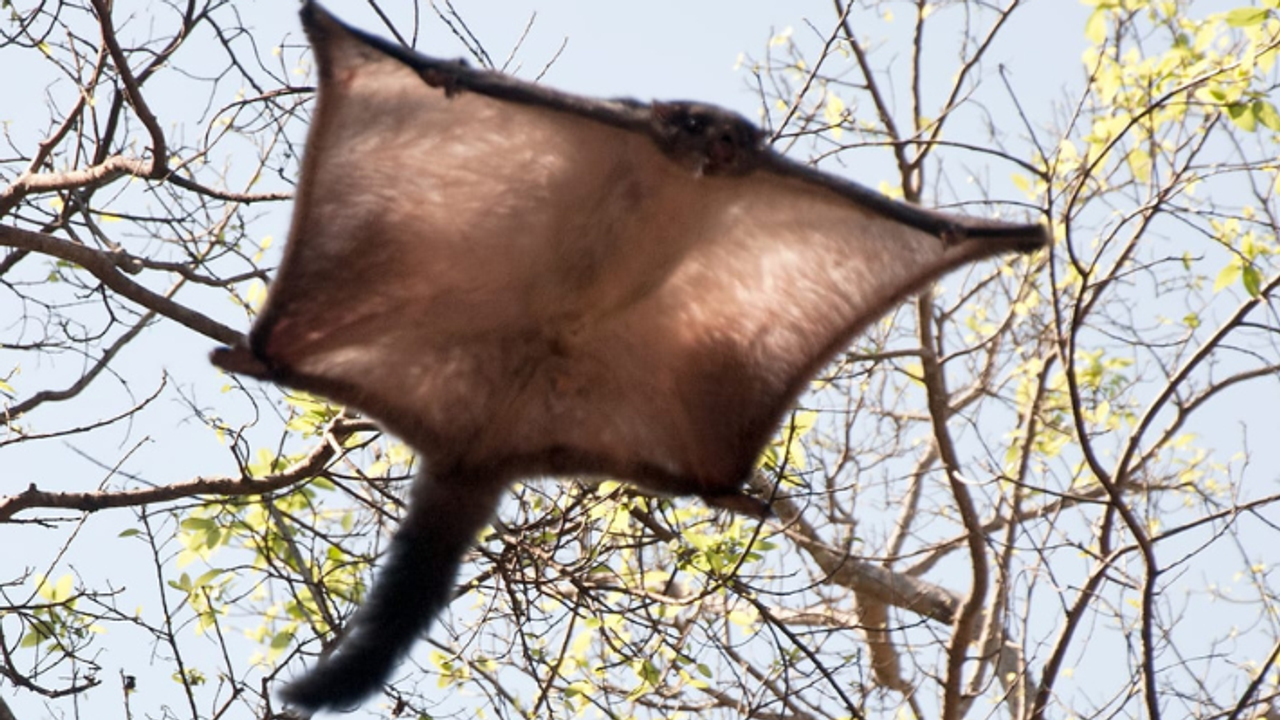 dudhwa national park flying squirrel spotted first time rare species