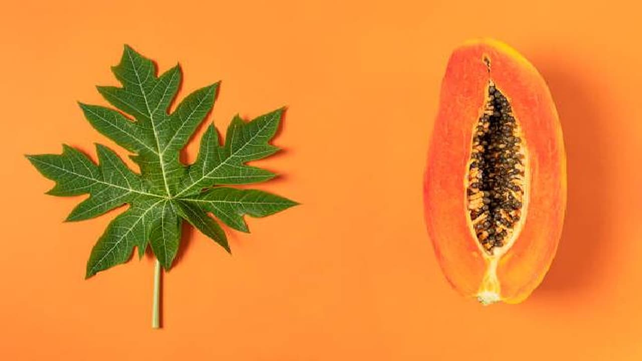 papaya leaves papaya leaves