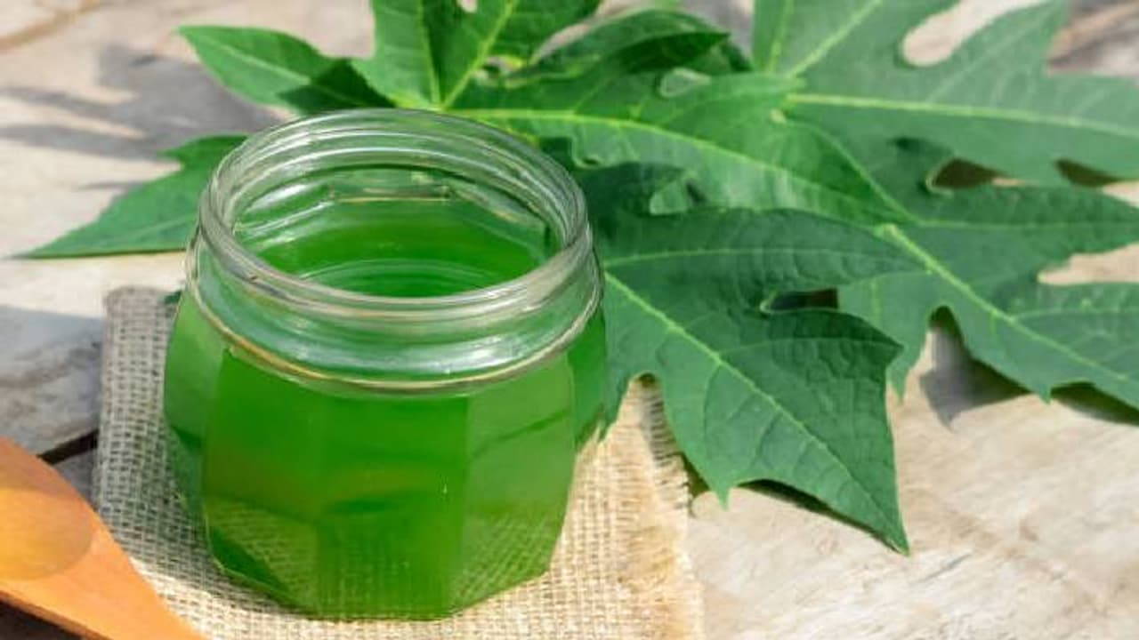 papaya leaves papaya leaves