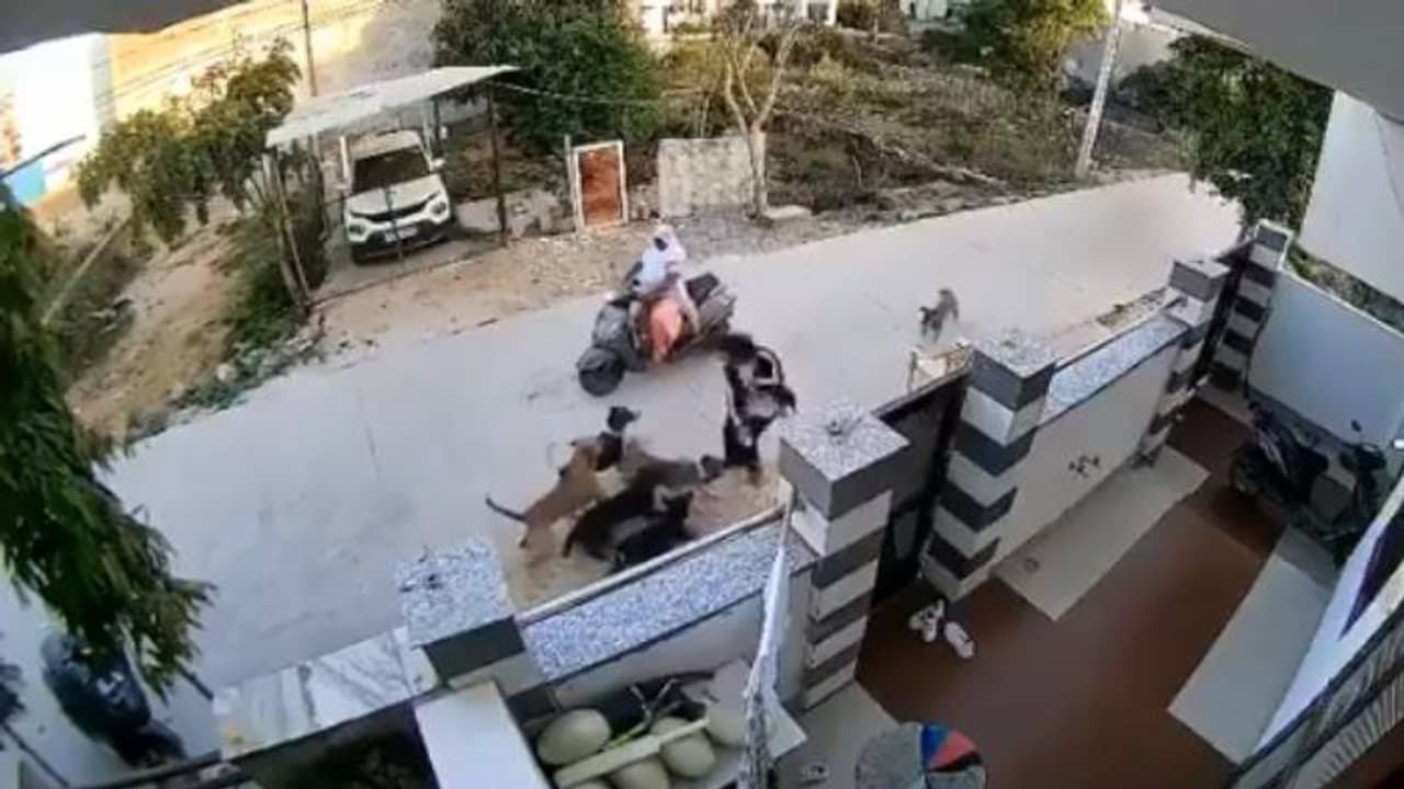 ഞെട്ടിക്കുന്ന സിസിടിവി ദൃശ്യങ്ങൾ, ആദ്യം പാഞ്ഞടുത്തു, പിന്നാലെ അക്രമിച്ച് നായകള്, പെണ്കുട്ടിക്ക് പരിക്ക് ഞെട്ടിക്കുന്ന സിസിടിവി ദൃശ്യങ്ങൾ, ആദ്യം പാഞ്ഞടുത്തു, പിന്നാലെ അക്രമിച്ച് നായകള്, പെണ്കുട്ടിക്ക് പരിക്ക്