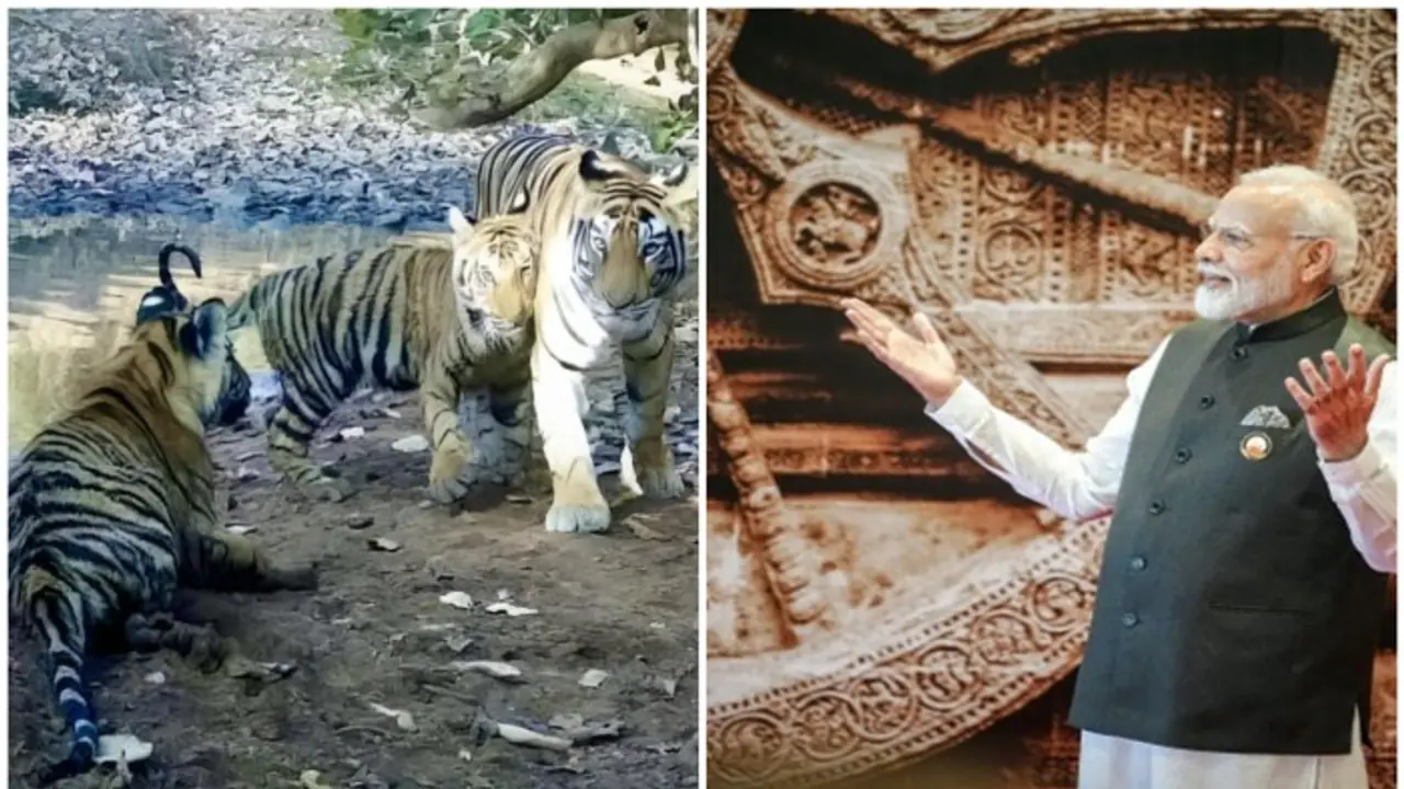 India adds 58th Tiger Reserve! PM Modi hails Madhav Tiger Reserve as a win for wildlife conservation