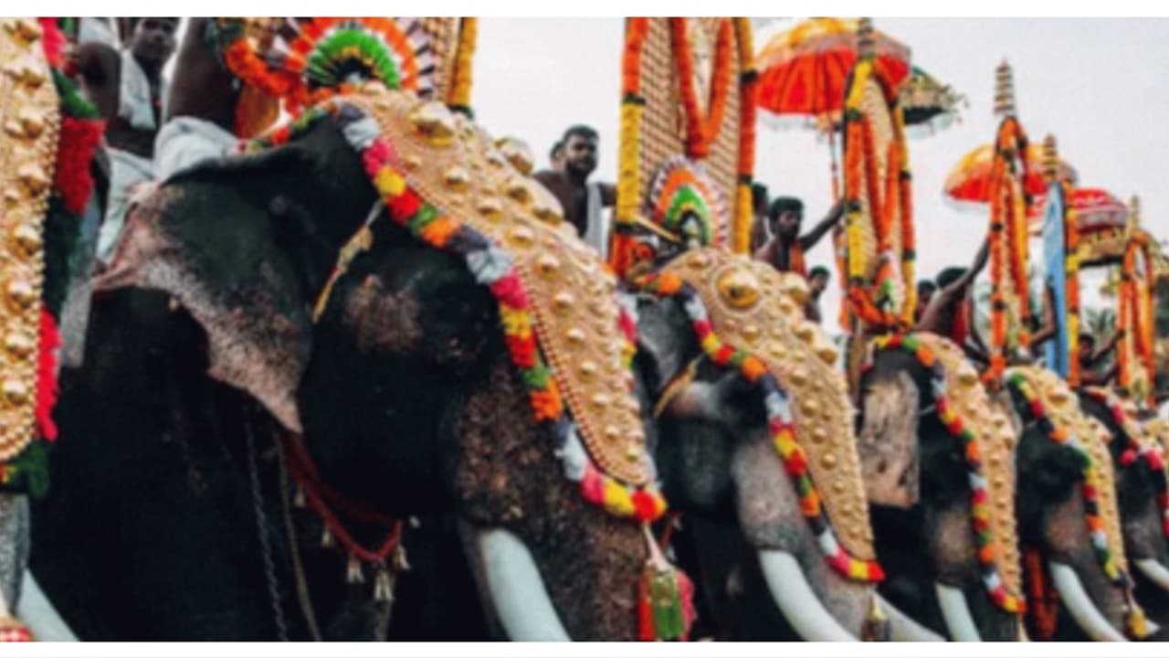 പെരിഞ്ഞനത്ത് ഉത്സവത്തിനെത്തിച്ച ആനയിടഞ്ഞു; പകൽപ്പൂരം നടത്തിയത് ആനയില്ലാതെ