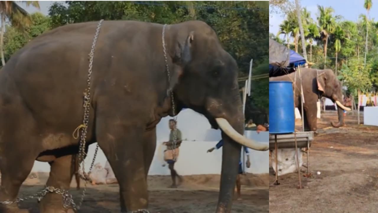 പെരിഞ്ഞനത്ത് ഉത്സവത്തിന് കൊണ്ട് വന്ന ആന ഇടഞ്ഞു; ഒരു മണിക്കൂറോളം നീണ്ട പരിശ്രമത്തിനൊടുവിൽ തളച്ചു പെരിഞ്ഞനത്ത് ഉത്സവത്തിന് കൊണ്ട് വന്ന ആന ഇടഞ്ഞു; ഒരു മണിക്കൂറോളം നീണ്ട പരിശ്രമത്തിനൊടുവിൽ തളച്ചു