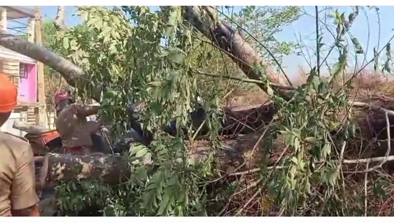 പാലക്കാട് 8 വയസുകാരനായ മകനും അച്ഛനും സഞ്ചരിച്ച ഓട്ടോറിക്ഷയുടെ മുകളിലേക്ക് മരം കടപുഴകി വീണ് അപകടം