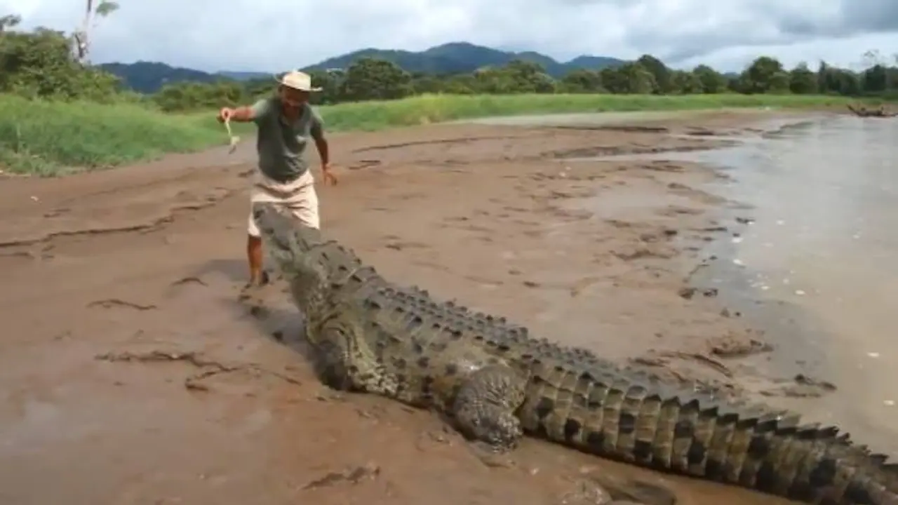 എന്തൊരു വിഡ്ഢി, ജീവന് യാതൊരു വിലയുമില്ലേ? നഗ്നമായ കരങ്ങൾ കൊണ്ട് കൂറ്റൻ മുതലയ്ക്ക് ഭക്ഷണം നൽകുന്ന യുവാവ് എന്തൊരു വിഡ്ഢി, ജീവന് യാതൊരു വിലയുമില്ലേ? നഗ്നമായ കരങ്ങൾ കൊണ്ട് കൂറ്റൻ മുതലയ്ക്ക് ഭക്ഷണം നൽകുന്ന യുവാവ്