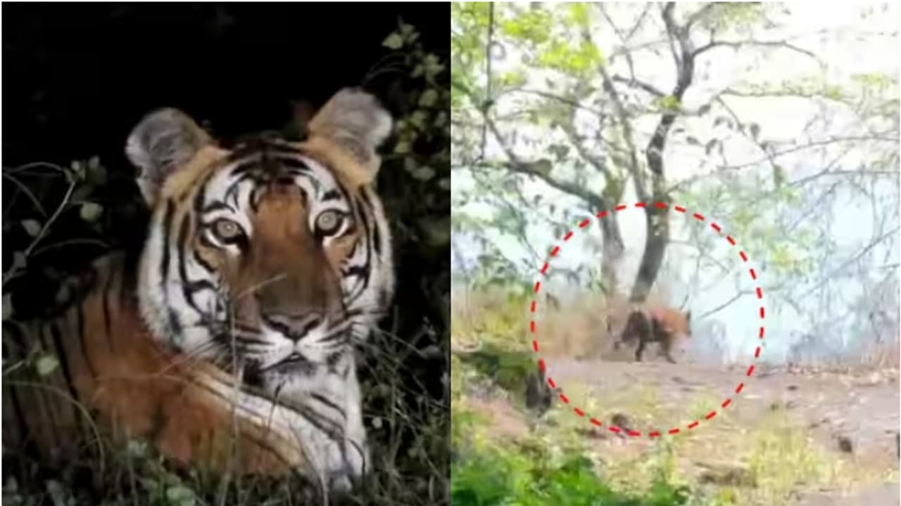 ആദ്യം വ്യാജൻ വൈറലായി, ഇപ്പോൾ ഒറിജിനൽ എത്തി, അതും പട്ടാപ്പകൽ; കരുവാരകുണ്ടിനെ ഭീതിയിലാക്കി കടുവ സാന്നിധ്യം ആദ്യം വ്യാജൻ വൈറലായി, ഇപ്പോൾ ഒറിജിനൽ എത്തി, അതും പട്ടാപ്പകൽ; കരുവാരകുണ്ടിനെ ഭീതിയിലാക്കി കടുവ സാന്നിധ്യം