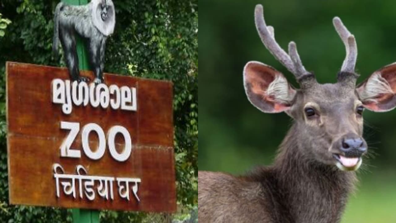 തിരുവനന്തപുരം മൃഗശാലയിലെ മ്ലാവ് ചത്ത സംഭവം; പേവിഷ ബാധ സ്ഥിരീകരിച്ചു, മൃഗശാലയിലെ ജീവനക്കാര്ക്ക് വാക്സിൻ നൽകും തിരുവനന്തപുരം മൃഗശാലയിലെ മ്ലാവ് ചത്ത സംഭവം; പേവിഷ ബാധ സ്ഥിരീകരിച്ചു, മൃഗശാലയിലെ ജീവനക്കാര്ക്ക് വാക്സിൻ നൽകും