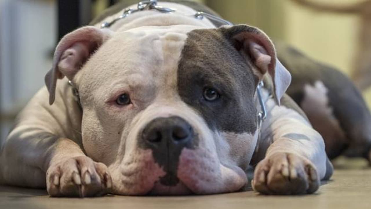 സുഹൃത്തുമായി കിടന്നുറങ്ങവെ നായ തോക്കെടുത്ത് വെടിവച്ചു എന്ന് യുവാവ്, നിസ്സാരപരിക്കോടെ രക്ഷപ്പെട്ടു സുഹൃത്തുമായി കിടന്നുറങ്ങവെ നായ തോക്കെടുത്ത് വെടിവച്ചു എന്ന് യുവാവ്, നിസ്സാരപരിക്കോടെ രക്ഷപ്പെട്ടു