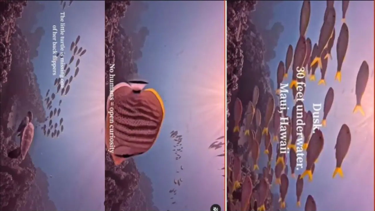 ಗೋ ಫ್ರೋ ಕ್ಯಾಮರಾ ಸೆರೆ ಹಿಡಿದ ಸಾಗರದಾಳದ ಅದ್ಭುತ ದೃಶ್ಯವಿದು: ವೈರಲ್ ವೀಡಿಯೋ 